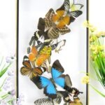 Wunderschöner großer 3D Schaukasten mit 15 Schmetterlingen 3D 21