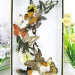 Wunderschöner großer 3D Schaukasten mit 17 Schmetterlingen 3D 25