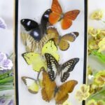 Wunderschöner kleiner 3D Schaukasten mit 8 Schmetterlingen 3D 01