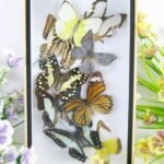 Wunderschöner kleiner 3D Schaukasten mit 9 Schmetterlingen 3D 06