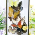 Wunderschöner kleiner 3D Schaukasten mit 8 Schmetterlingen 3D 08