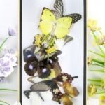 Wunderschöner kleiner 3D Schaukasten mit 9 Schmetterlingen 3D 09