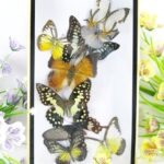 Wunderschöner kleiner 3D Schaukasten mit 9 Schmetterlingen 3D 10