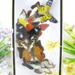 Wunderschöner kleiner 3D Schaukasten mit 9 Schmetterlingen 3D 12