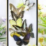Wunderschöner kleiner 3D Schaukasten mit 9 Schmetterlingen 3D 14