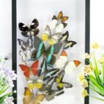 Wunderschöner großer 3D Schaukasten mit einem Strauß Schmetterlinge 3D hoch 03
