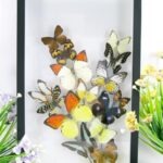 Wunderschöner großer 3D Schaukasten mit einem Strauß Schmetterlinge 3D hoch 10