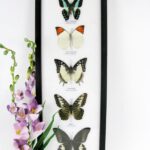 5 wunderschöne echte Schmetterlinge im XL Schaukasten 48 x 17,5 x 2cm Nr. G 34