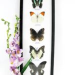 5 wunderschöne echte Schmetterlinge im XL Schaukasten 48 x 17,5 x 2cm Nr. G 35