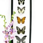 5 wunderschöne echte Schmetterlinge im XL Schaukasten 48 x 17,5 x 2cm Nr. G 36