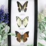 3 wunderschöne echte Schmetterlinge im Schaukasten 25 x 15 x 2 cm Nr. 54