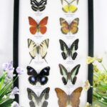 10 wunderschöne echte Schmetterlinge im Schaukasten 33 x 22,5 x 2cm Nr. q 11