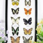 10 wunderschöne echte Schmetterlinge im Schaukasten 33 x 22,5 x 2cm Nr. q 13