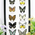 10 wunderschöne echte Schmetterlinge im Schaukasten 33 x 22,5 x 2cm Nr. q 18