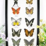 10 wunderschöne echte Schmetterlinge im Schaukasten 33 x 22,5 x 2cm Nr. q 19