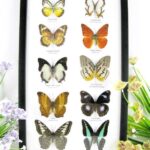 10 wunderschöne echte Schmetterlinge im Schaukasten 33 x 22,5 x 2cm Nr. q 21