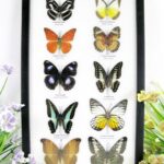 10 wunderschöne echte Schmetterlinge im Schaukasten 33 x 22,5 x 2cm Nr. q 22