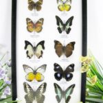 10 wunderschöne echte Schmetterlinge im Schaukasten 33 x 22,5 x 2cm Nr. q 24