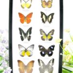 10 wunderschöne echte Schmetterlinge im Schaukasten 33 x 22,5 x 2cm Nr. q 25