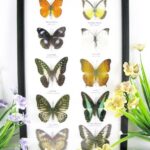 10 wunderschöne echte Schmetterlinge im Schaukasten 33 x 22,5 x 2cm Nr. q 27