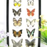 10 wunderschöne echte Schmetterlinge im Schaukasten 33 x 22,5 x 2cm Nr. q 30