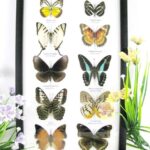 10 wunderschöne echte Schmetterlinge im Schaukasten 33 x 22,5 x 2cm Nr. q 32
