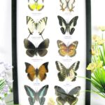10 wunderschöne echte Schmetterlinge im Schaukasten 33 x 22,5 x 2cm Nr. q 33