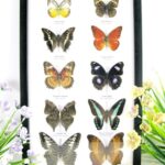 10 wunderschöne echte Schmetterlinge im Schaukasten 33 x 22,5 x 2cm Nr. q 34