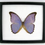 2te Wahl - Morpho didius - Didius blue morpho - wunderschöner Schmetterling im Schaukasten 22,5 x 20 x 2cm