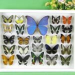 Selten, einmalig und wunderschöner Schaukasten mit 24 Schmetterlingen 3D 15