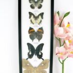 5 wunderschöne echte Schmetterlinge im XL Schaukasten 48 x 17,5 x 2cm Nr. G 10