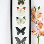 5 wunderschöne echte Schmetterlinge im XL Schaukasten 48 x 17,5 x 2cm Nr. G 11