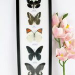 5 wunderschöne echte Schmetterlinge im XL Schaukasten 48 x 17,5 x 2cm Nr. G 15