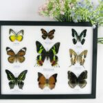 9 wunderschöne echte Schmetterlinge im Schaukasten 32,5 x 25 x 2cm Nr. M 59