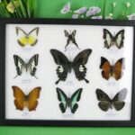9 wunderschöne echte Schmetterlinge im Schaukasten 32,5 x 25 x 2cm Nr. O 40