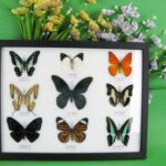 9 wunderschöne echte Schmetterlinge im Schaukasten 32,5 x 25 x 2cm Nr. O 45