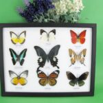 9 wunderschöne echte Schmetterlinge im Schaukasten 32,5 x 25 x 2cm Nr. O 46