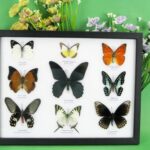 9 wunderschöne echte Schmetterlinge im Schaukasten 32,5 x 25 x 2cm Nr. O 48