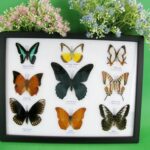 9 wunderschöne echte Schmetterlinge im Schaukasten 32,5 x 25 x 2cm Nr. O 49