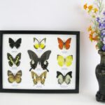 9 wunderschöne echte Schmetterlinge im Schaukasten 32,5 x 25 x 2cm Nr. O 02