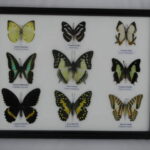 9 wunderschöne echte Schmetterlinge im Schaukasten 32,5 x 25 x 2cm Nr. O 06