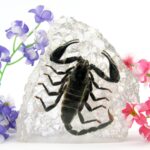 Echter schwarzer Skorpion in Kunstharz gegossen Geschenkidee Briefbeschwerer XXL