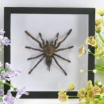 Riesige echte Vogelspinne - Eurypeima spinicrus -  im 3D XL Schaukasten aus Holz