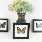 Geschenkset mit 3 echten Schmetterlingen im Schaukasten - Bilderrahmen 12x12cm