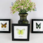 Geschenkset mit 3 echten Schmetterlingen im Schaukasten - Bilderrahmen 12x12cm
