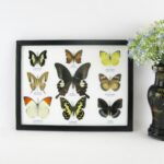 2te Wahl - 9er Set echter präparierter Schmetterlinge o99