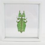 2te Wahl XXL Phyllium celebicum - Walking Leaf - echtes exotisches Insekt im Schaukasten aus Holz 3D