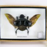 Heliocopris Dominus - 3D Schaukasten - echte exotische Insekten