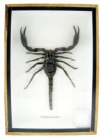 Riesiger echter Skorpion - Palamnaeus fulvipes - im 3D Schaukasten - Taxidermie – Bild 2