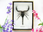 Riesiger echter Skorpion - Palamnaeus fulvipes - im 3D Schaukasten - Taxidermie